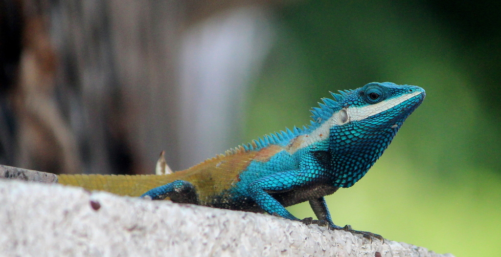 Calotes Mystaceus