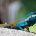 Myanmar Blue Crested Lizard - Photo (c) Craig Evans, all rights reserved, uploaded by Craig Evans