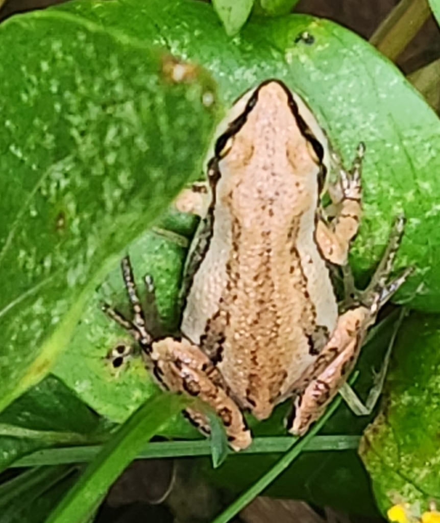 Boreal Chorus Frog from Dakota County, USMN, US on September 28, 2023