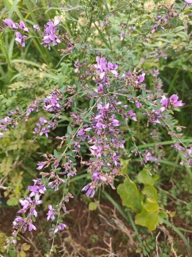 Lespedeza floribunda