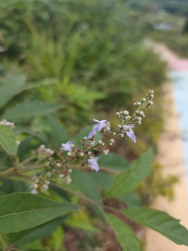 Five-leaved chaste tree
