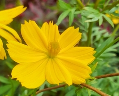 Cosmos sulphureus image