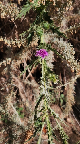 iNaturalist observation photo of Thistles and Burdocks