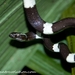 Scarce Wolf Snake - Photo (c) Paolo Berrino, all rights reserved, uploaded by Paolo Berrino