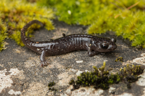 Arboreal Salamander