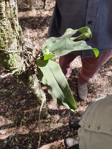 Rhinerrhiza