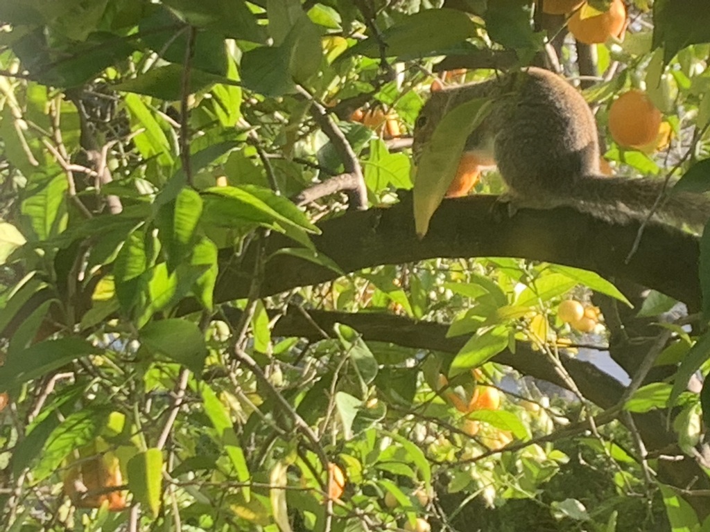 Squirrel Mapper subject 103856571: a squirrel in a tree.