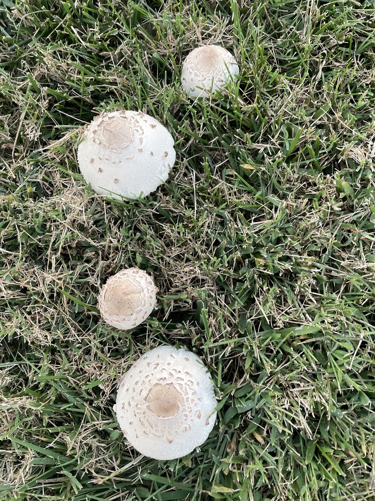 Chlorophyllum from Gravelawn Dr, Kernersville, NC, US on October 3 ...