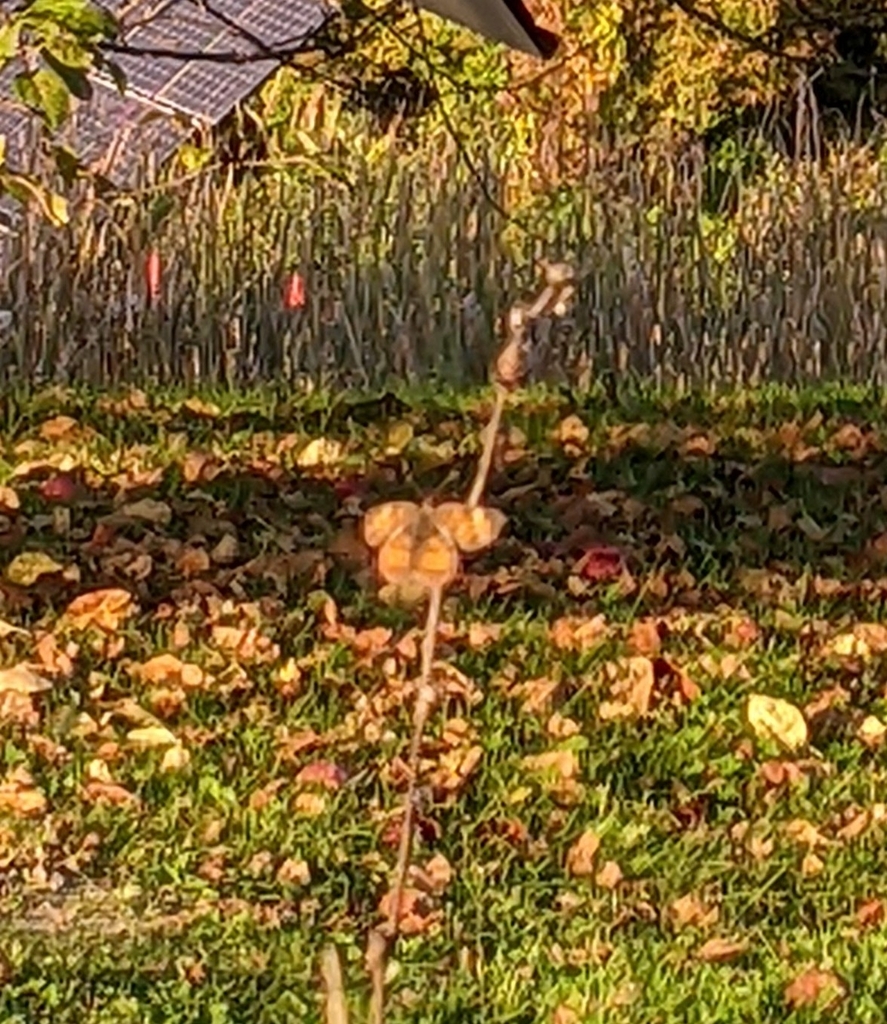 Checkerspots from NRG Systems, Hinesburg, VT 05461, USA on October 3