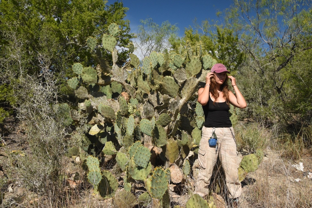 Texas Pricklypear in September 2023 by Raney Yelenich. photo by aidan ...