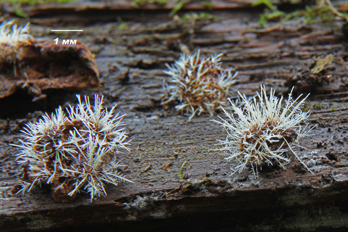 Tilachlidium brachiatum
