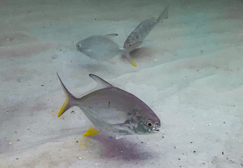 Florida Pompano