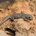 Mediterranean Thin-toed Gecko - Photo (c) Konstantinos Kalaentzis, all rights reserved, uploaded by Konstantinos Kalaentzis