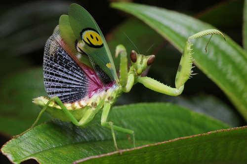 Creobroter gemmatus