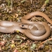 Ring-Headed Dwarf Snake - Photo (c) Konstantinos Kalaentzis, all rights reserved, uploaded by Konstantinos Kalaentzis