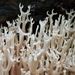 Ramaria stricta concolor - Photo (c) Mandy Hackney, all rights reserved, uploaded by Mandy Hackney