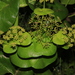 Smyrnium cordifolium - Photo (c) Christian Langner, todos los derechos reservados, subido por Christian Langner