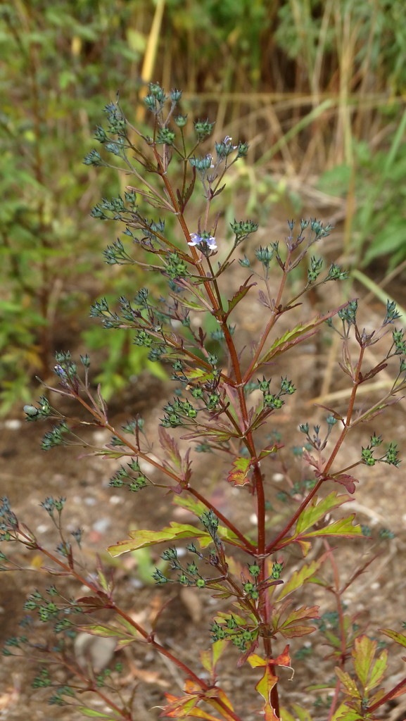 Amethystea caerulea (Amethystea caerulea)