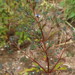 Amethystea caerulea - Photo (c) snv2, todos os direitos reservados, uploaded by snv2