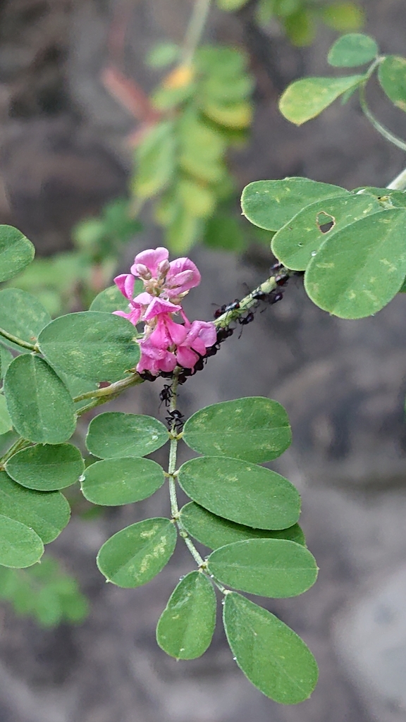 Indigofera nigrescens (Indigofera nigrescens)