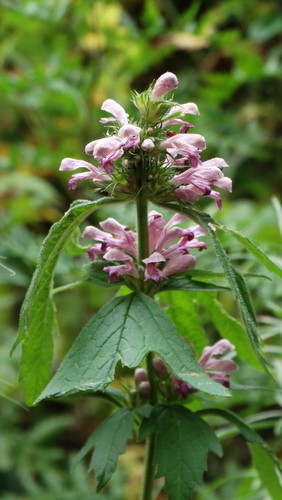 Large-flowered motherwort (Leonurus macranthus)
