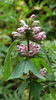 Large-flowered Motherwort - Photo (c) snv2, all rights reserved, uploaded by snv2