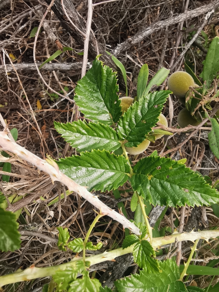 South African Raspberry from Ndlambe Local Municipality, South Africa