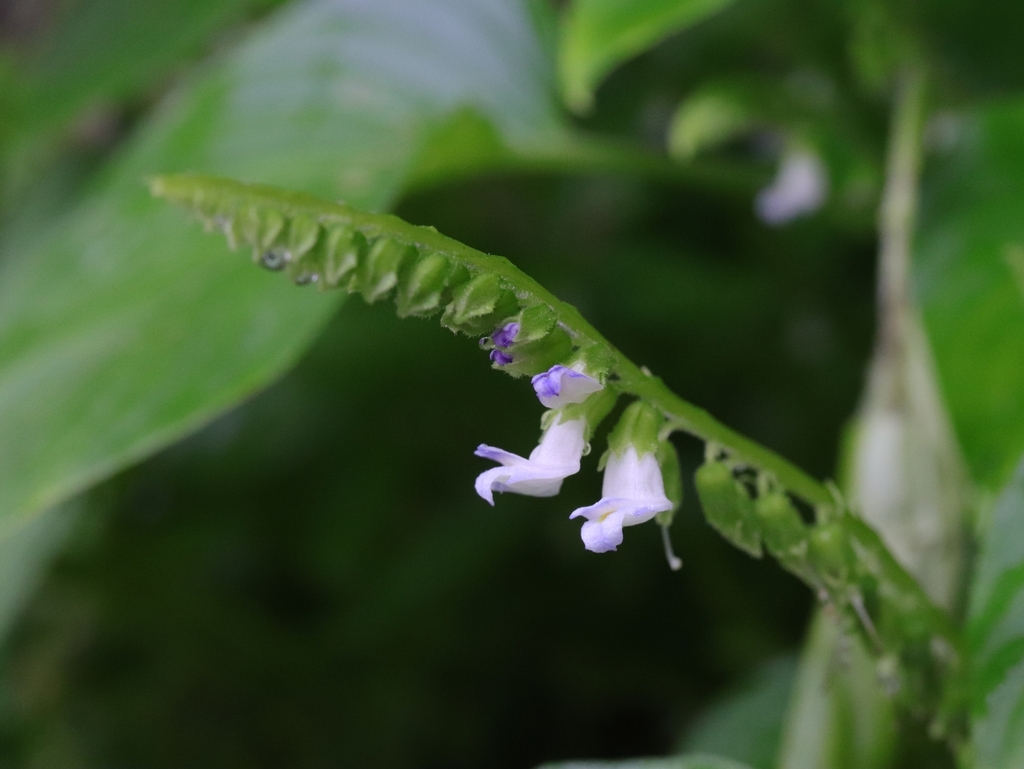 Rhynchoglossum from Thap Kwang, Kaeng Khoi District, Saraburi, Thailand