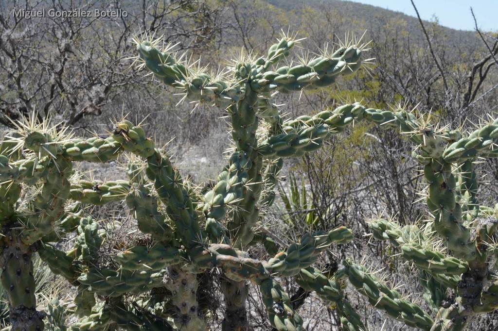 tree cholla from Guadalcázar, San Luis Potosí, Mexico on March 7, 2016 ...