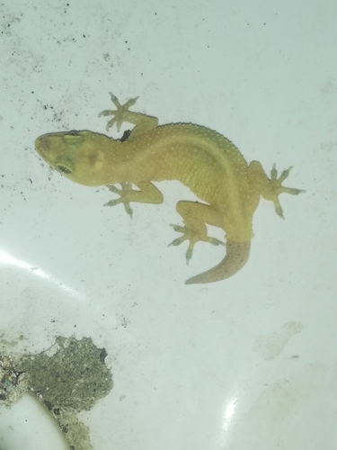 Brook's House Gecko