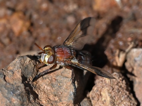Chromatophania picta