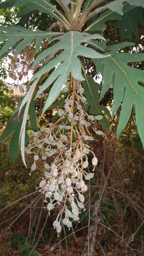 Bocconia arborea