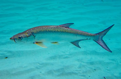 Tarpon