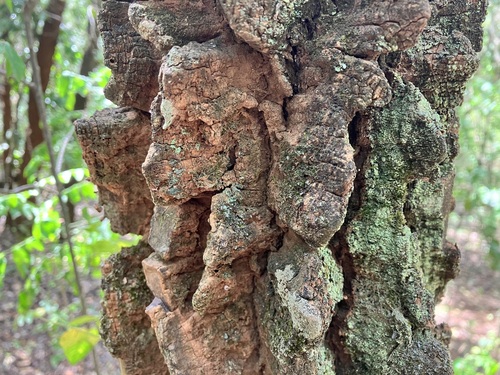 Zanthoxylum usambarense