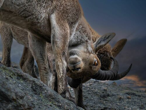 Iberian Ibex