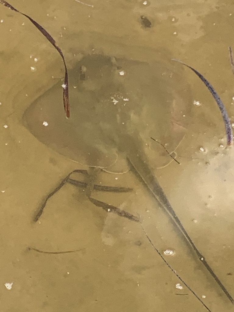 Bluntnose Stingray from Gulf of Mexico, FL, US on October 2, 2023 at 03 ...