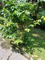 Coffea arabica image
