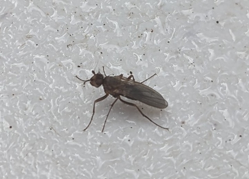 iNaturalist observation photo of Heleomyzinae