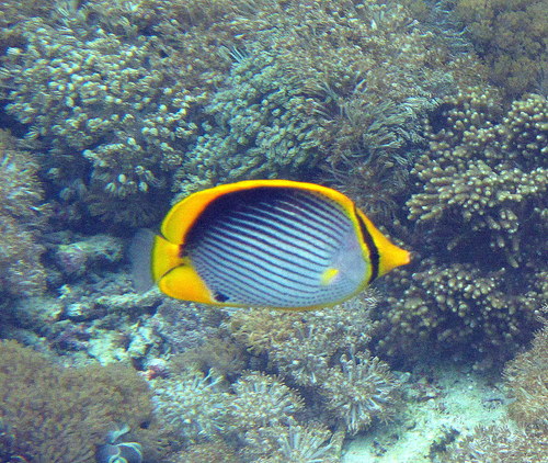 Blackback Butterflyfish — seen at this dive site