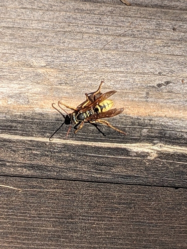 iNaturalist observation photo of Golden Paper Wasp