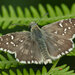 Large Grizzled Skipper - Photo (c) Miroslav Marić, all rights reserved, uploaded by Miroslav Marić