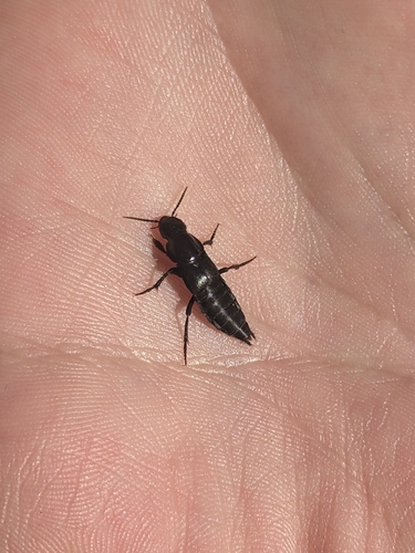 iNaturalist observation photo of Quedius