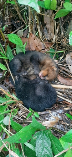 Jaguarundi