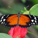 Mariposa Tigre Cola Larga - Photo (c) Rolando Chavez, todos los derechos reservados