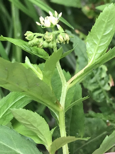 Penthoraceae