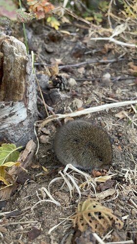 Western Meadow Vole