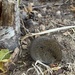 Western Meadow Vole - Photo (c) t smith, all rights reserved, uploaded by t smith
