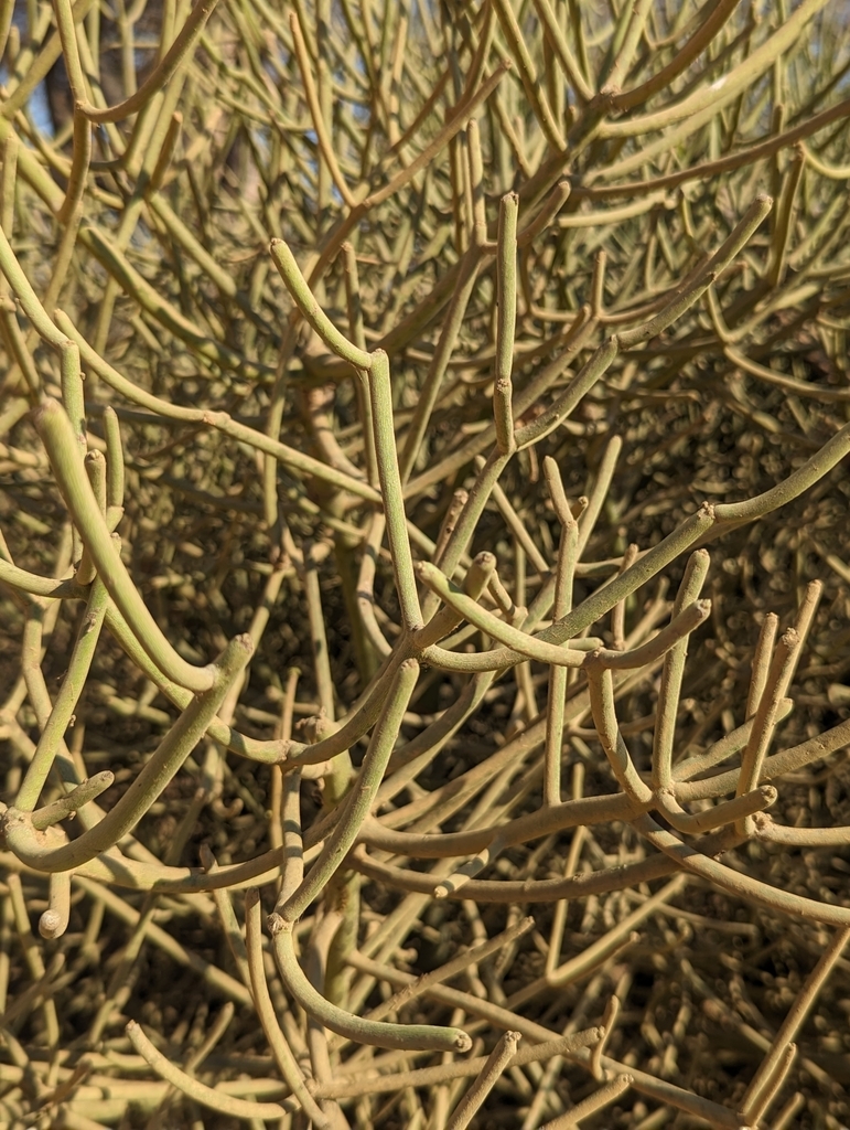 Euphorbia tirucalli