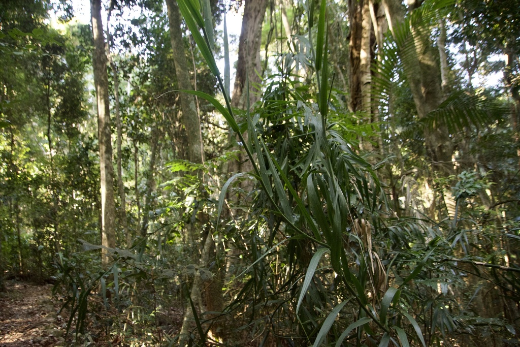 Indian Bushcane from Tamborine National Park, Tamborine Mountain, QLD