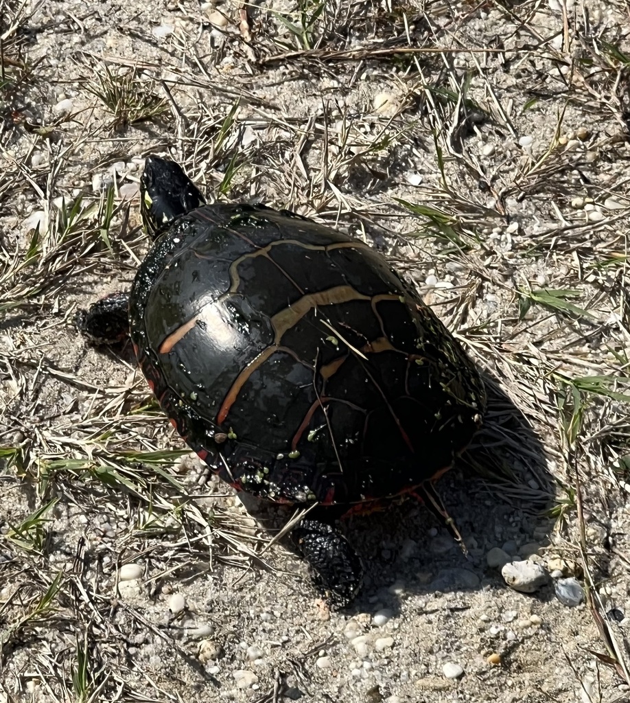 Eastern Painted Turtle from Cape May Point State Park, Cape May, NJ, US ...